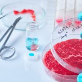 Meat sample in open disposable plastic cell culture dish in modern laboratory or production facility. Concept of cultured meat, cellular agriculture, slaughter-free eco friendly concept.
